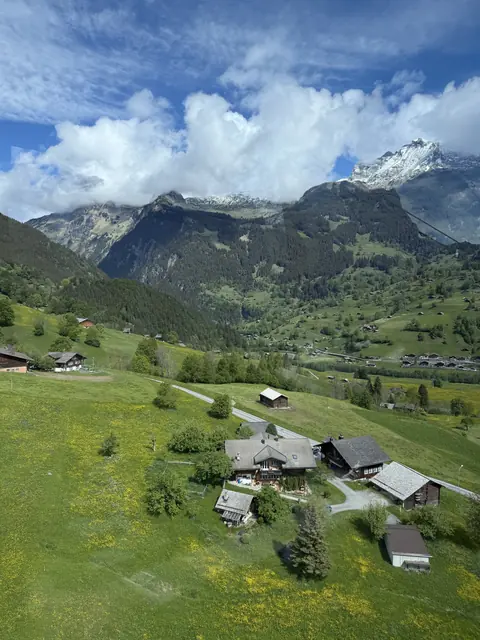 Yellow flowers cover green alpine pastures dotted with chalets beneath snowy peaks.