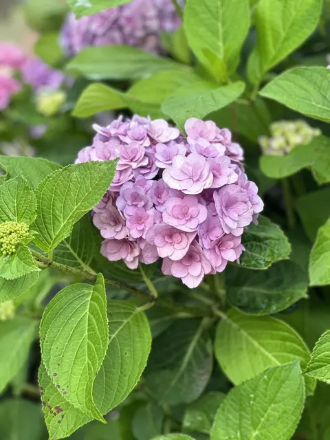 Pink hydrangea flowers among green leaves.