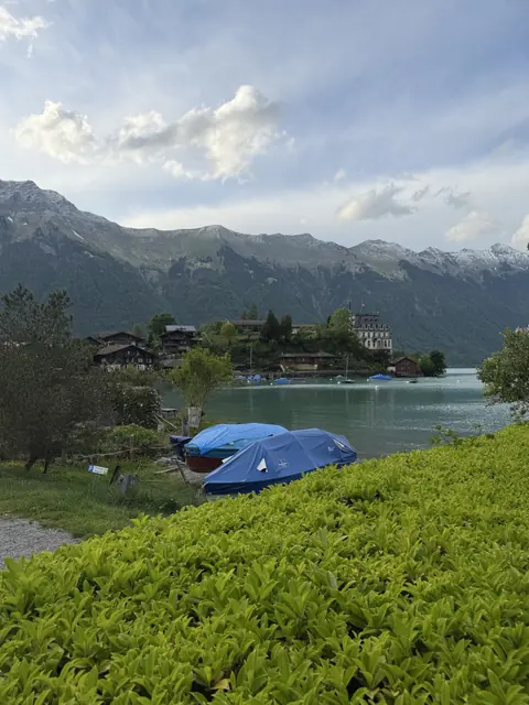 Covered boats and a bright green hedge beside lakeside houses and a white waterfront building.