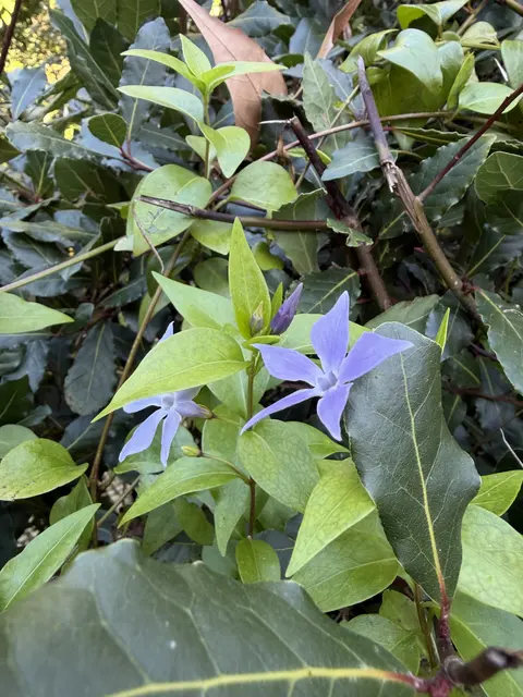 Purple flowers and glossy green leaves.