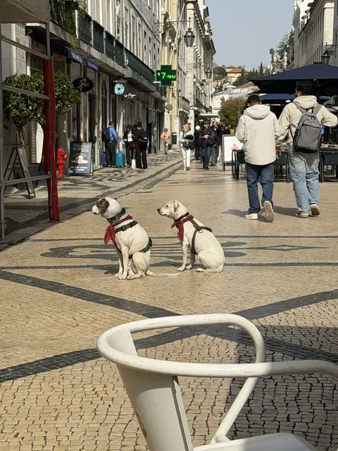 Two small dogs on a busy paved shopping street.