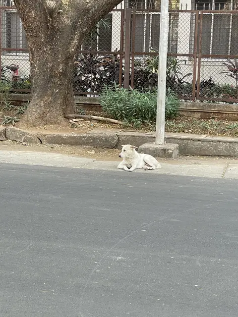 A white dog resting by a curb beneath a tree.