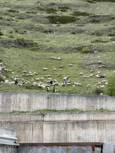 Sheep graze on a rocky green hillside while people walk among them.